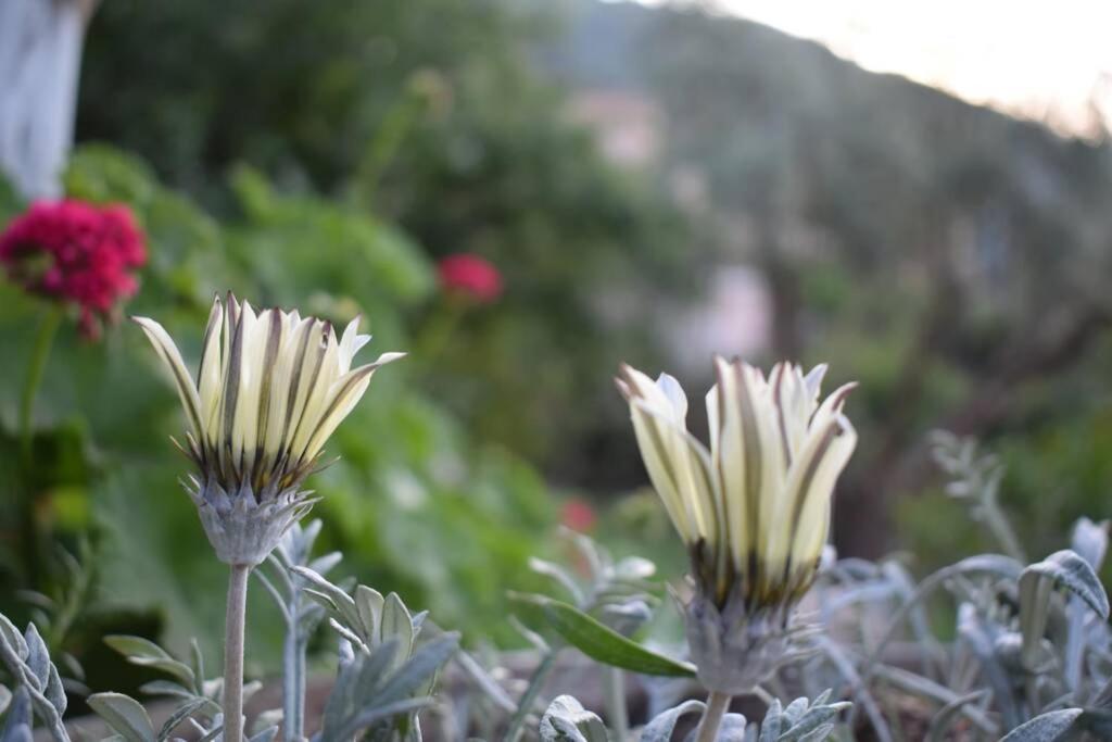 אגיוס יואניס Villa Sunset Lefkas מראה חיצוני תמונה